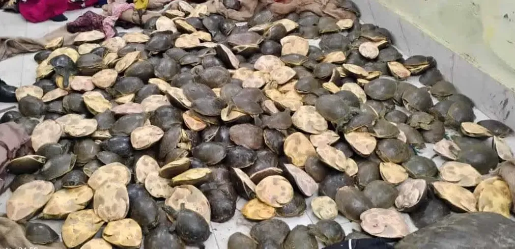 क्या झारखंड के साहिबगंज में ट्रेन की सुरक्षा तलाशी में एक हजार से ज्यादा प्रतिबंधित कछुए जब्त हुए?