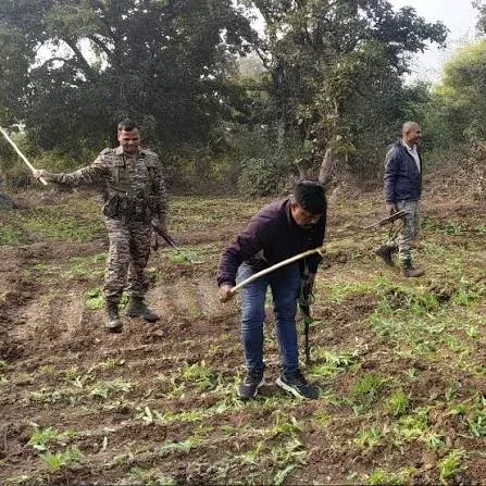 झारखंड में 4,619 एकड़ अवैध अफीम की खेती नष्ट, 2025-26 में 77 मामले दर्ज और 48 गिरफ्तार