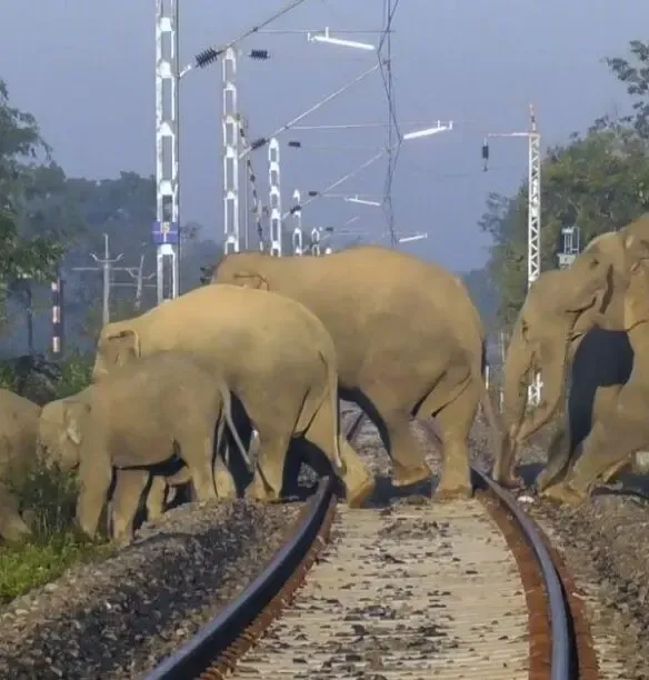 क्या झारखंड में जंगली हाथियों के कारण ट्रेनें रद्द हो रही हैं?