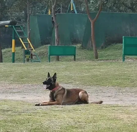 झारखंड: सारंडा जंगल में नक्सलियों के आईईडी ब्लास्ट में कोबरा का स्निफर डॉग शहीद, एक जवान घायल