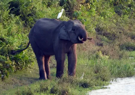 झारखंड: सारंडा जंगल में नक्सलियों के आईईडी विस्फोट से घायल हथिनी ने तोड़ा दम