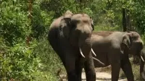 Jharkhand: How Did Three Family Members Lose Their Lives in an Elephant Attack?