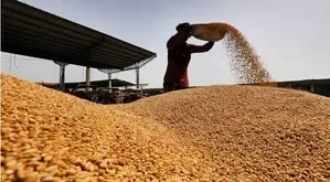 Jammu: 21 Wheat Procurement Centers to be Established