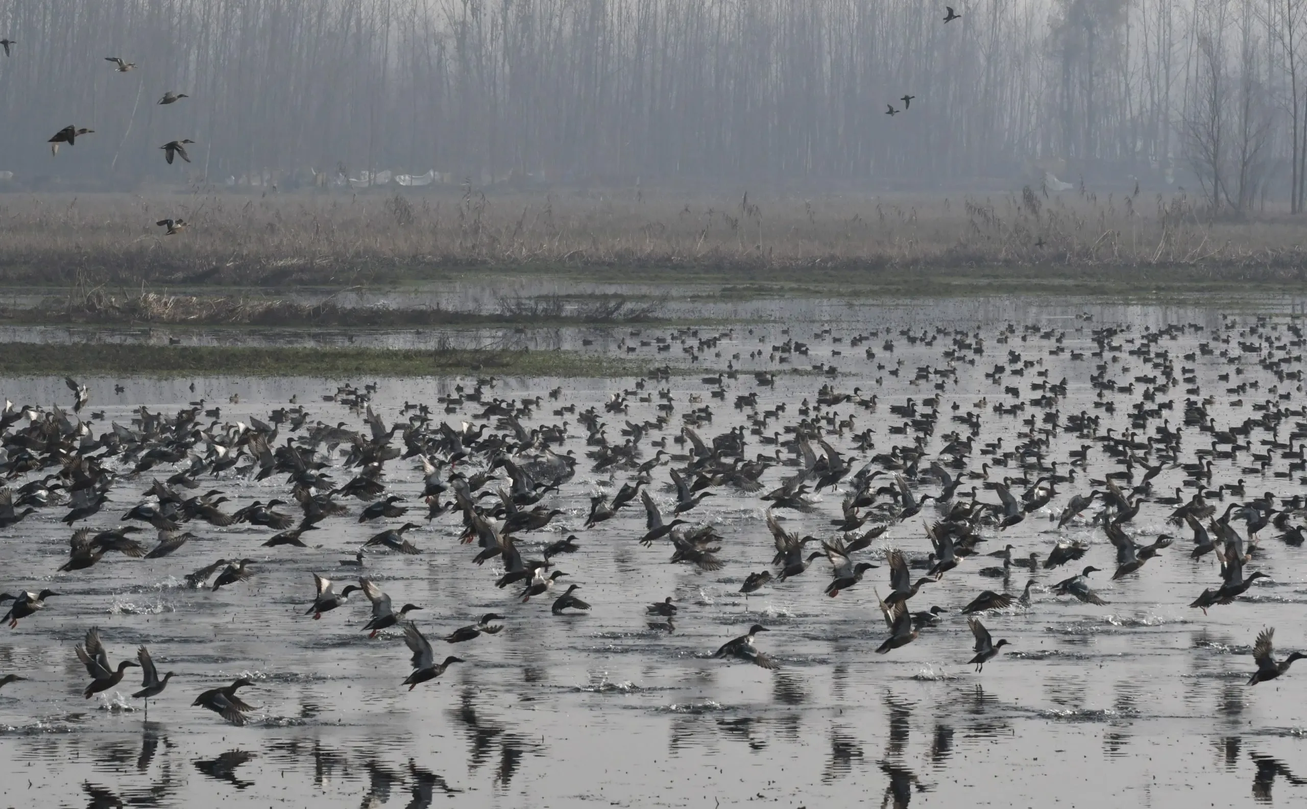 J&K: Asian Waterbird Census Scheduled for 25 Wetlands in Kashmir