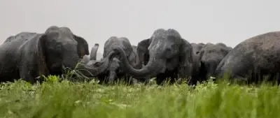 Is Tamil Nadu’s Elephant Population on the Rise?