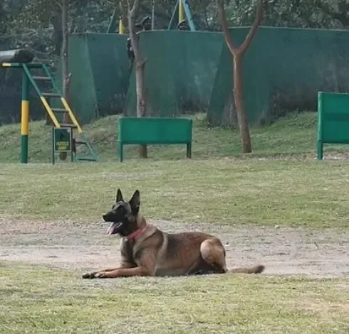 क्या कुत्ते के काटने से फायर कर्मचारी की मौत हो गई?