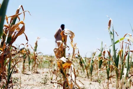 Karnataka declares 101 taluks drought-hit amid severe rain deficit