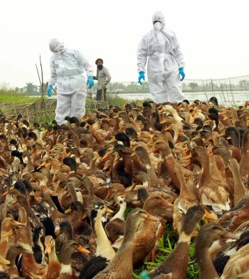 तुमकुरू में H5N1 बर्ड फ्लू की पुष्टि: 38 गांव निगरानी में, 20,432 लोग प्रभावित
