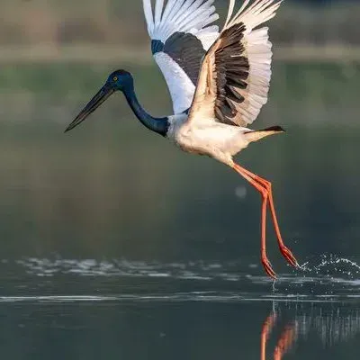 Kaziranga Logs Six Stork Species, Half of India's Raptors