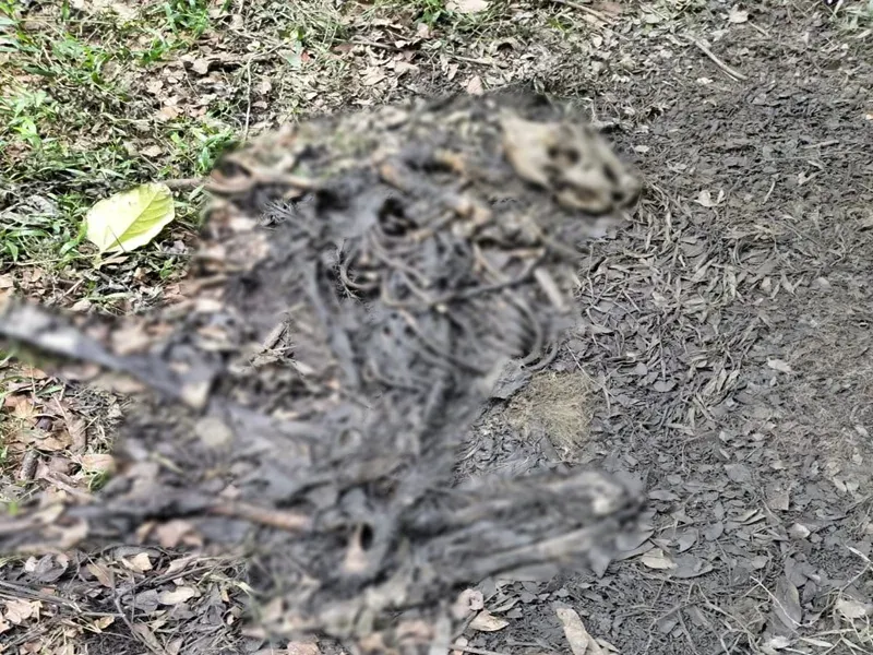 Kaziranga tiger carcass found in Mihimukh; 4th death in 2025