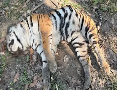 क्या काजीरंगा नेशनल पार्क में दूसरे बाघ का शव मिला?
