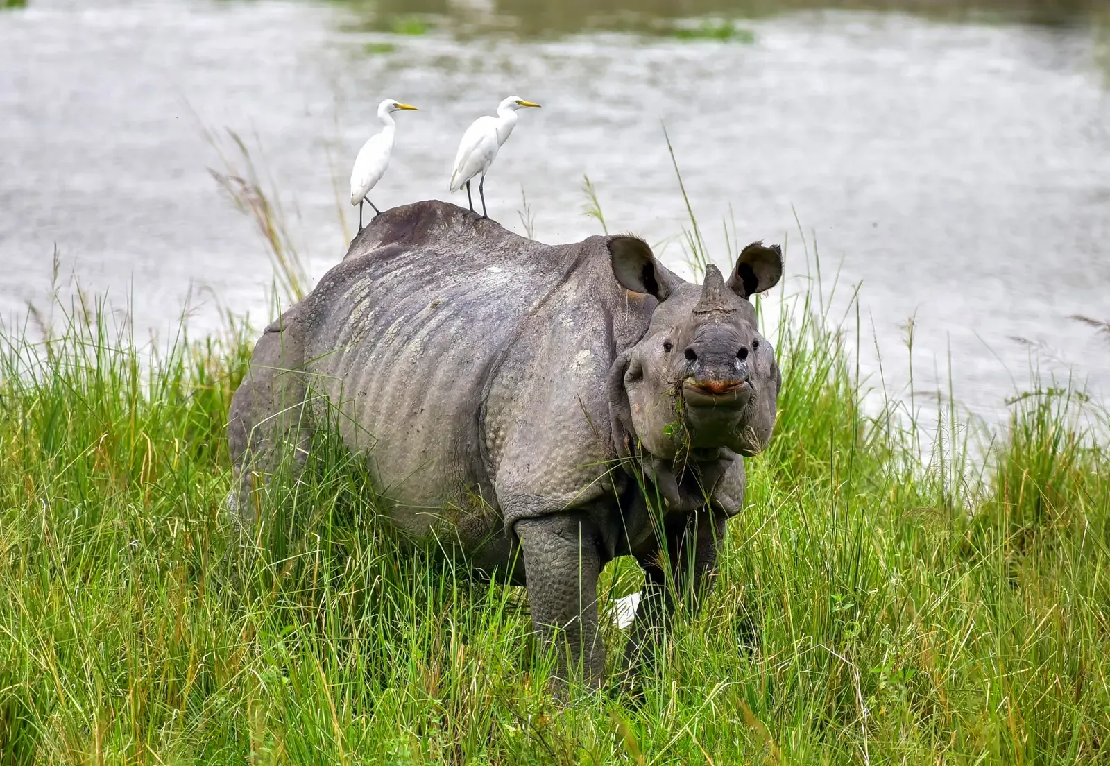 Kaziranga sets record 4.58 lakh tourists in 2025-26 season, up 8.5%