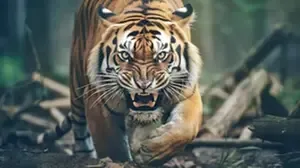 Kerala: Tribal Woman Killed by Tiger