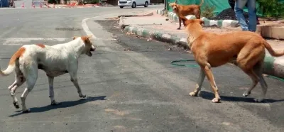 Has Kerala HC Approved an Interim Committee to Address Stray Dog Attacks?