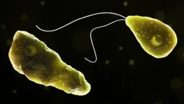 Is Kerala Facing Another Tragedy from Amoebic Meningoencephalitis?