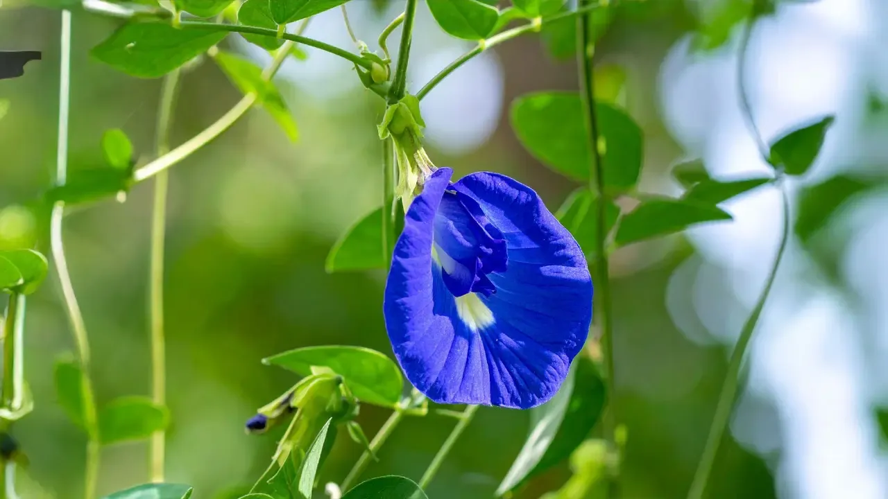 क्या अपराजिता के पुष्प केवल 'मां' को भाते हैं या बच्चों के स्वास्थ्य के लिए भी है बेहद गुणकारी?
