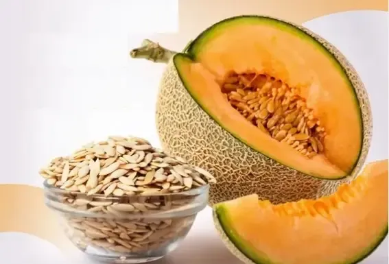 खरबूजे के बीज: एक पोषण से भरपूर सुपरफूड जो इम्युनिटी और रक्तचाप को नियंत्रित करता है