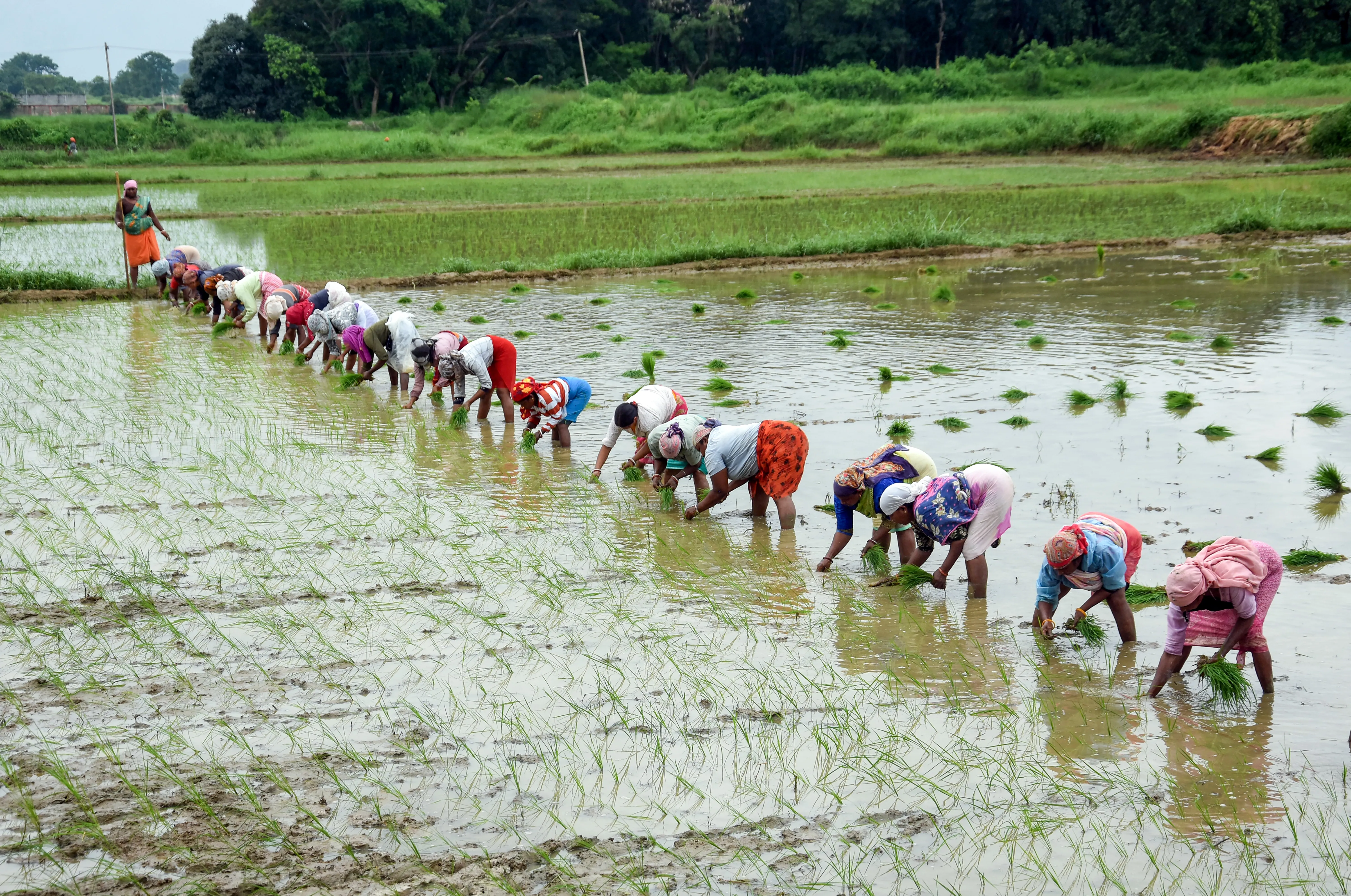 Is Kharif Sowing Set to Surge by 4%? Agriculture GVA May Rise by 4.5%: A Comprehensive Report