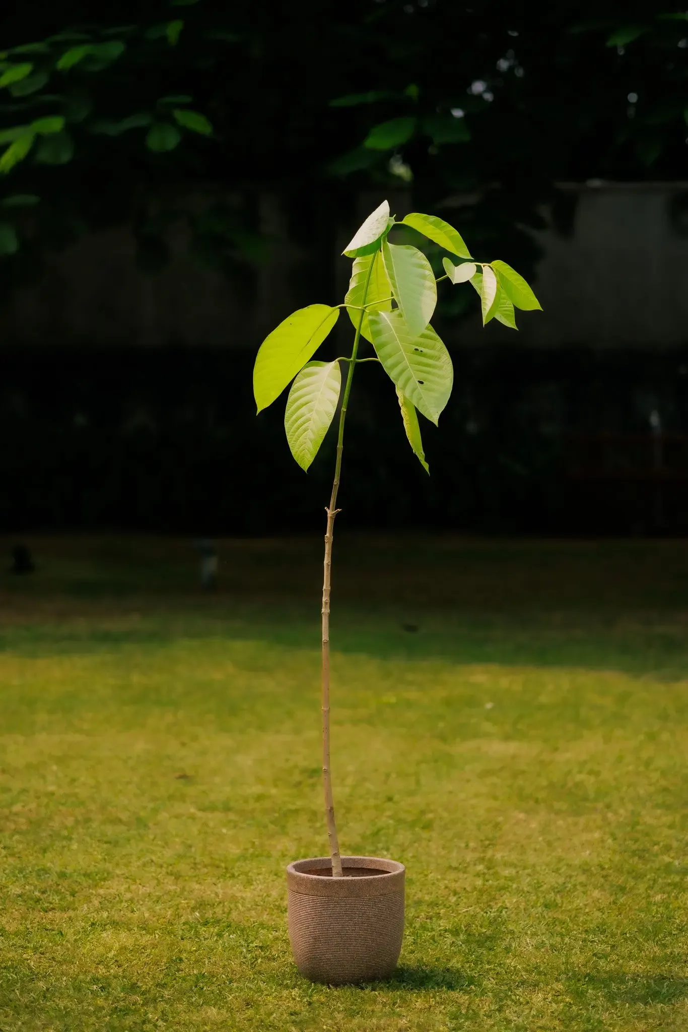 Did King Charles Gift a Kadamb Tree Sapling to PM Modi on His 75th Birthday?