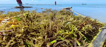 Is Kochi Set to Make India a Global Seaweed Powerhouse?