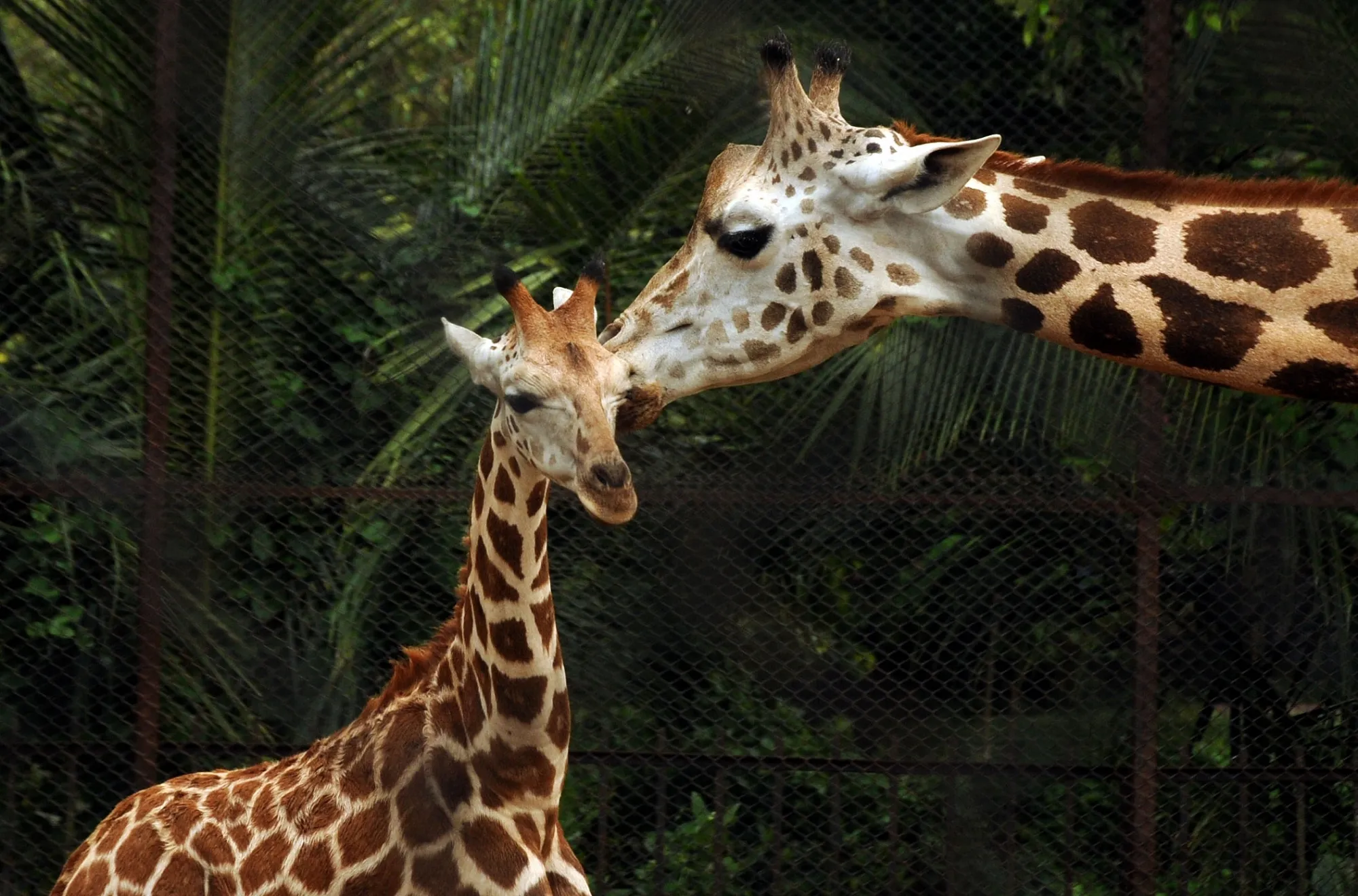 Giraffe Shivani dies at Bannerghatta Biological Park from caecal torsion