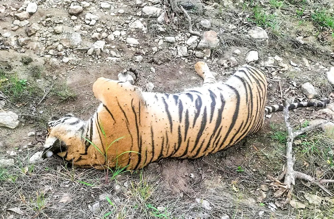 Is the Use of Odourless Pesticide Carbofuran Confirmed in the Death of K’taka Tigers?