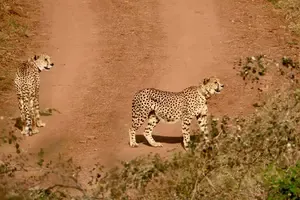 Kuno Cheetahs Set to Roam in Rajasthan Through New Wildlife Corridor