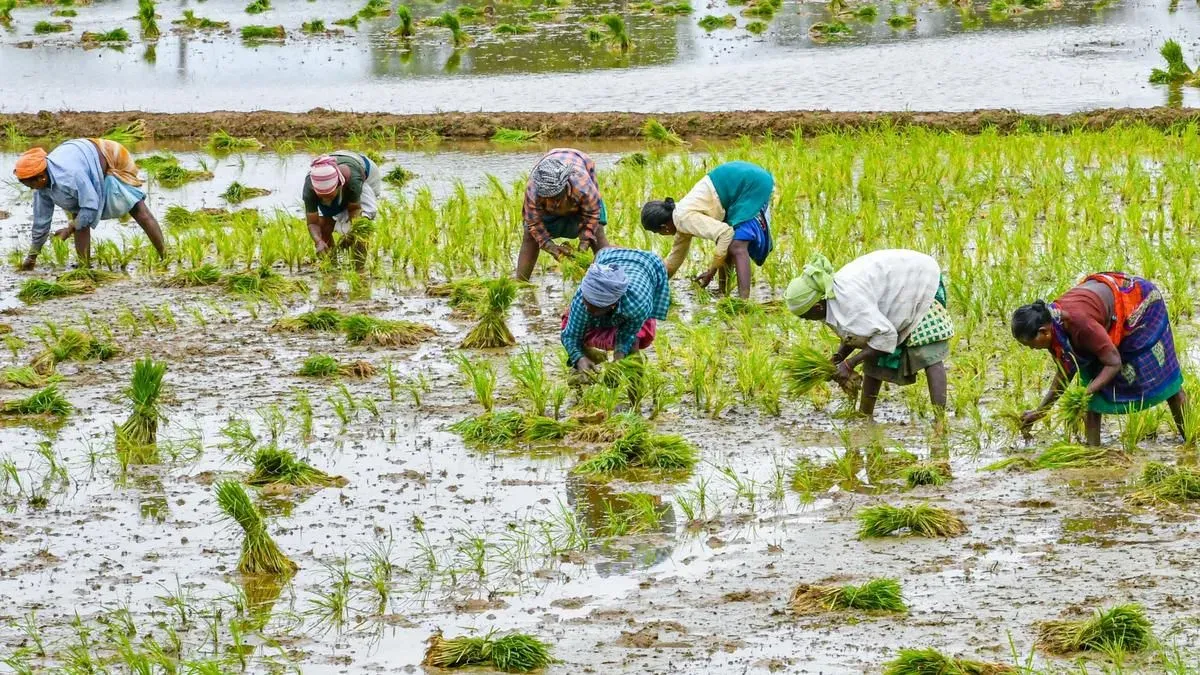 Kuruvai paddy cultivation in doubt as Vaigai, Mullaiperiyar levels stay low