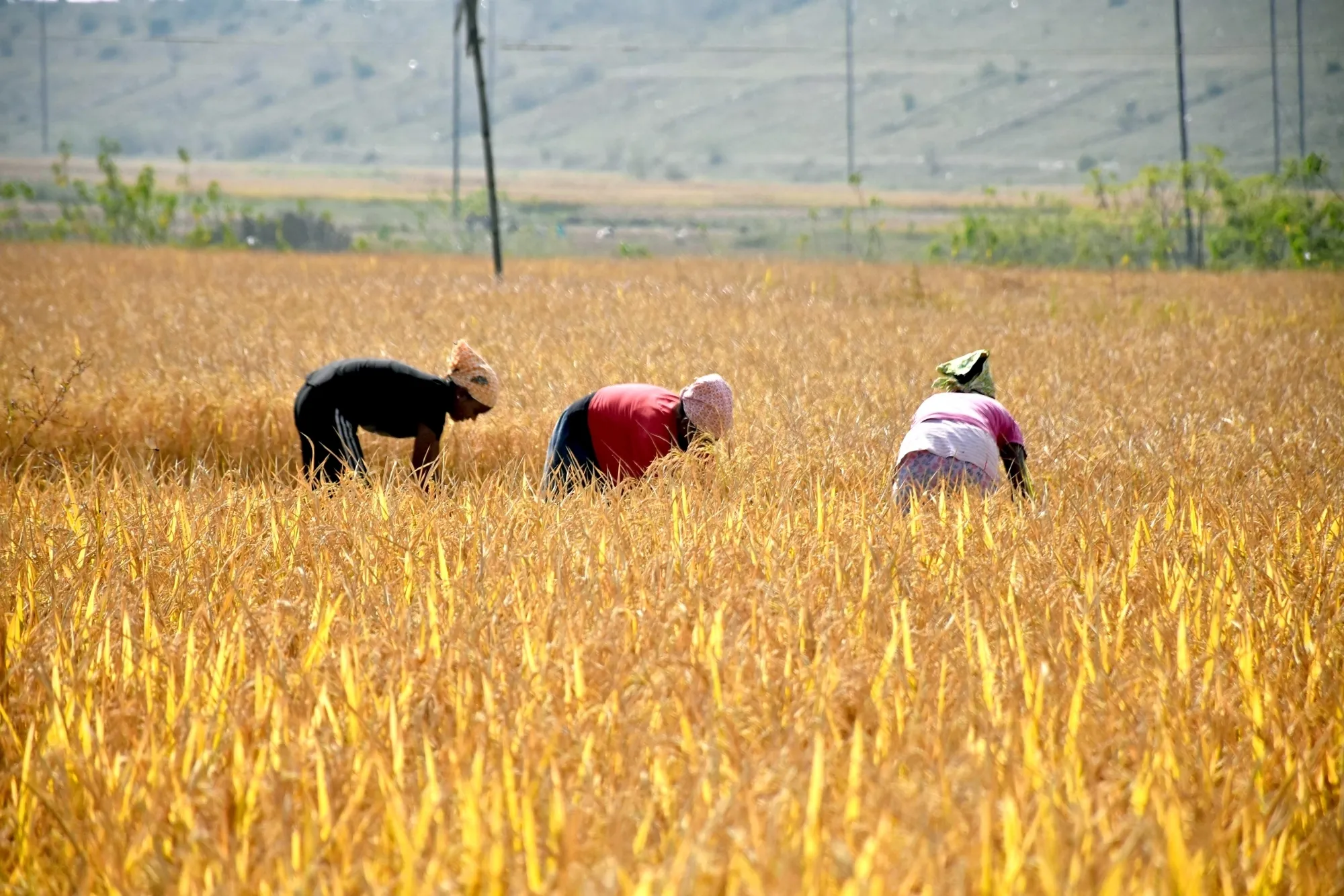 Why Are Farmers in the Delta Struggling with Kuruvai Paddy Procurement?