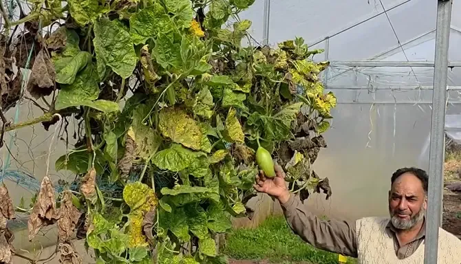 क्या लगन और मेहनत से किसान बन सकता है रोल मॉडल? विदेशी सब्जियों की खेती की कहानी