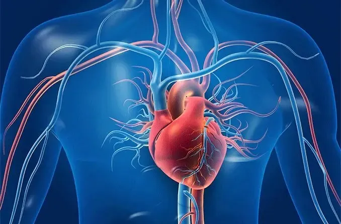 Delayed Menopause Linked to Reduced Heart Disease Risk: Research