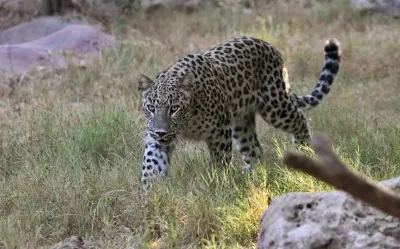 What Happened When a Leopard Attacked a Caretaker at Bannerghatta Biological Park?