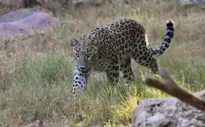 What Happened When a Leopard Attacked a Caretaker at Bannerghatta Biological Park?