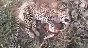 Leopard Found Dead After Getting Caught in a Trap in Andhra Pradesh