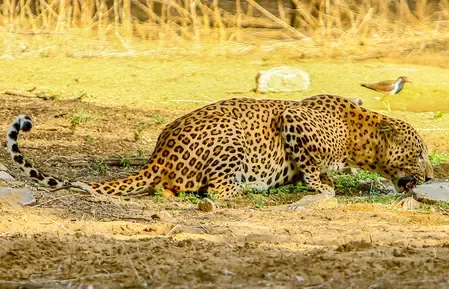 What Happened When a Leopard Entered a CRPF Camp in Anantnag?