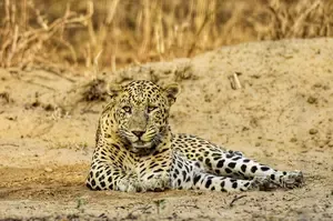 Leopard Enters Jaipur College, Forest Officials Launch Capture Efforts