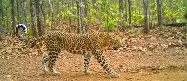 Leopard populations declining in Odisha, WII study warns of extinction risk