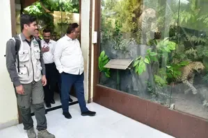 Sanjay Gandhi National Park to Launch Leopard Safari Soon: Minister Ashish Shelar