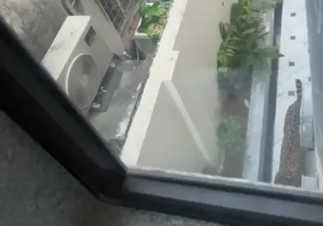 How Was a Leopard Tranquilised After a Two-Hour Chase in Jaipur’s Civil Lines Area?