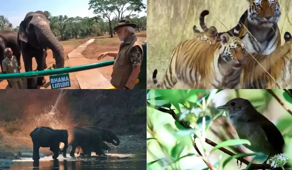 Let's Protect Wildlife for Future Generations: PM Modi on World Wildlife Day