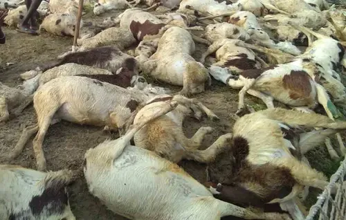 Lightning kills 90 sheep and goats in J&K's Ganderbal district