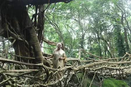 How Do Living Root Bridges Pave the Way for a Sustainable Future?
