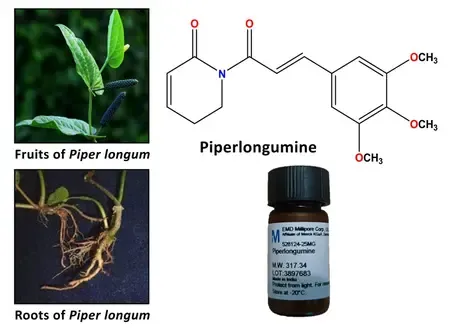 Long pepper compound may aid in treatment of colon cancer: NIT Rourkela
