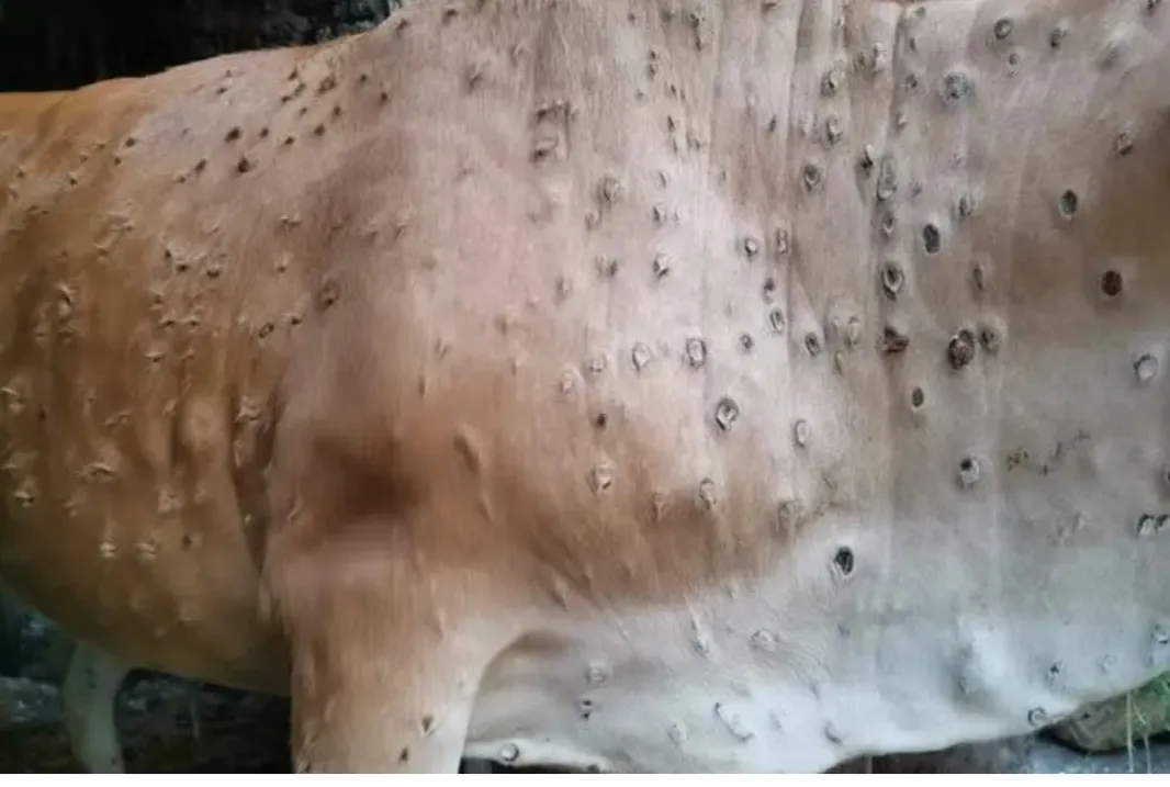 Is Lumpy Skin Disease Affecting Cattle Across 10 States?