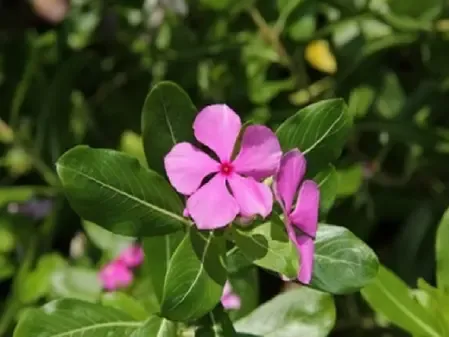 मासिक धर्म से लेकर नाक से रक्तस्राव तक, बेहद गुणकारी हैं सदाबहार के पत्ते और फूल