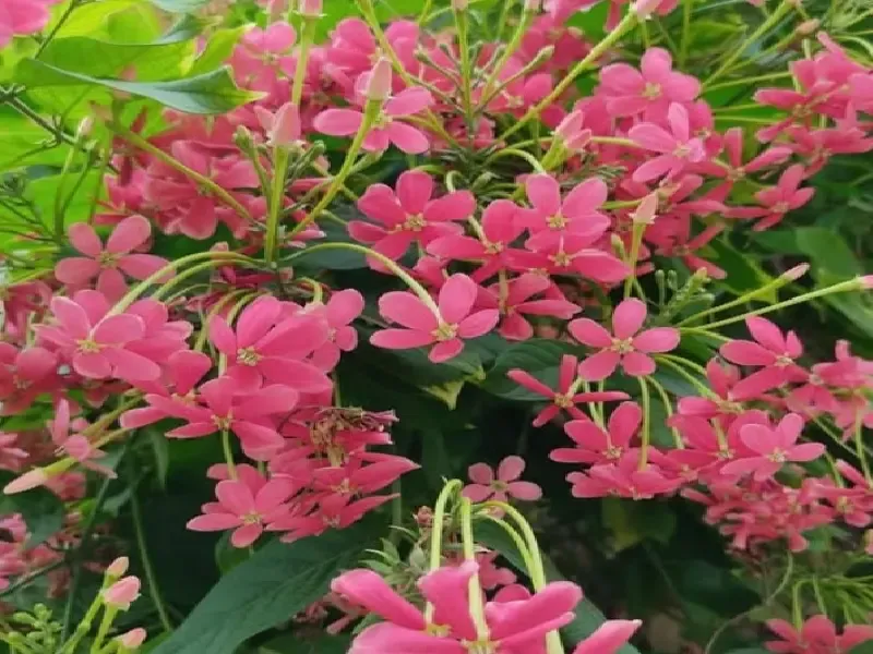 मधुमालती: एक खूबसूरत पौधा जो खांसी से लेकर मासिक धर्म के दर्द में देता है राहत