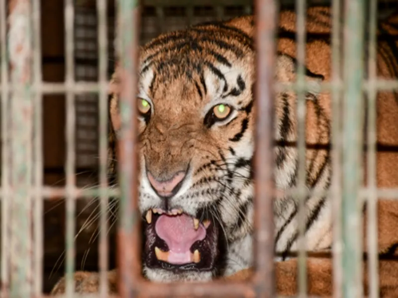 Is the Madhya Pradesh government planning to translocate tigers to Rajasthan, Odisha, and Chhattisgarh?