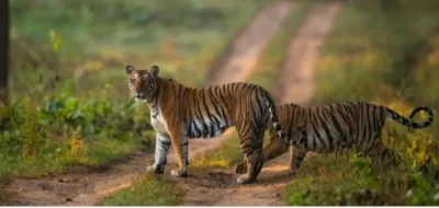 मध्य प्रदेश में बीते साल 55 बाघों की मौत, 38 प्राकृतिक कारणों से