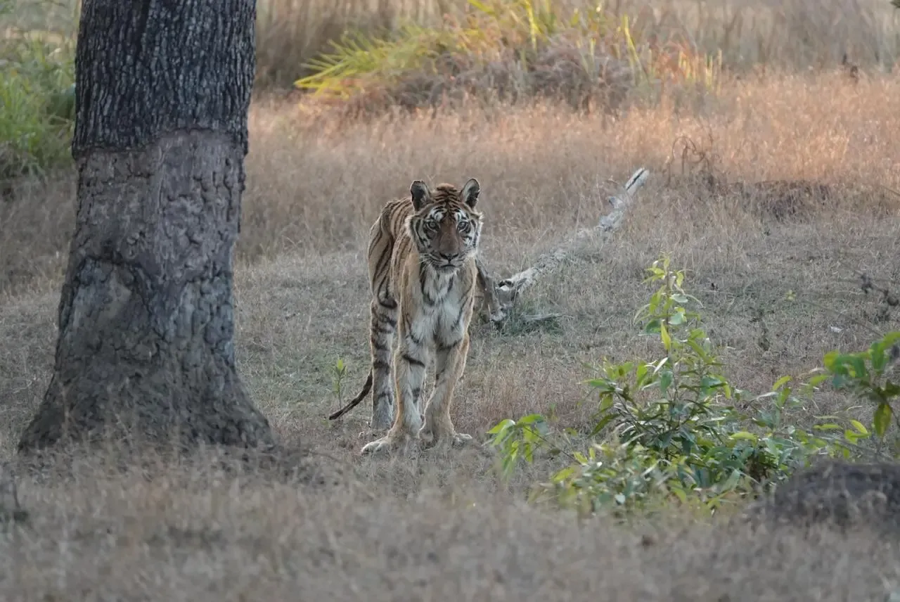 मध्य प्रदेश की प्रसिद्ध लंगड़ी बाघिन पीएन-20 का निधन, 18 वर्षों का जीवित रहने का अद्वितीय रिकॉर्ड
