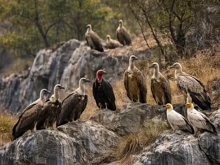Madhya Pradesh Vulture Census: 1,127 in Panna, 735 in Shivpuri